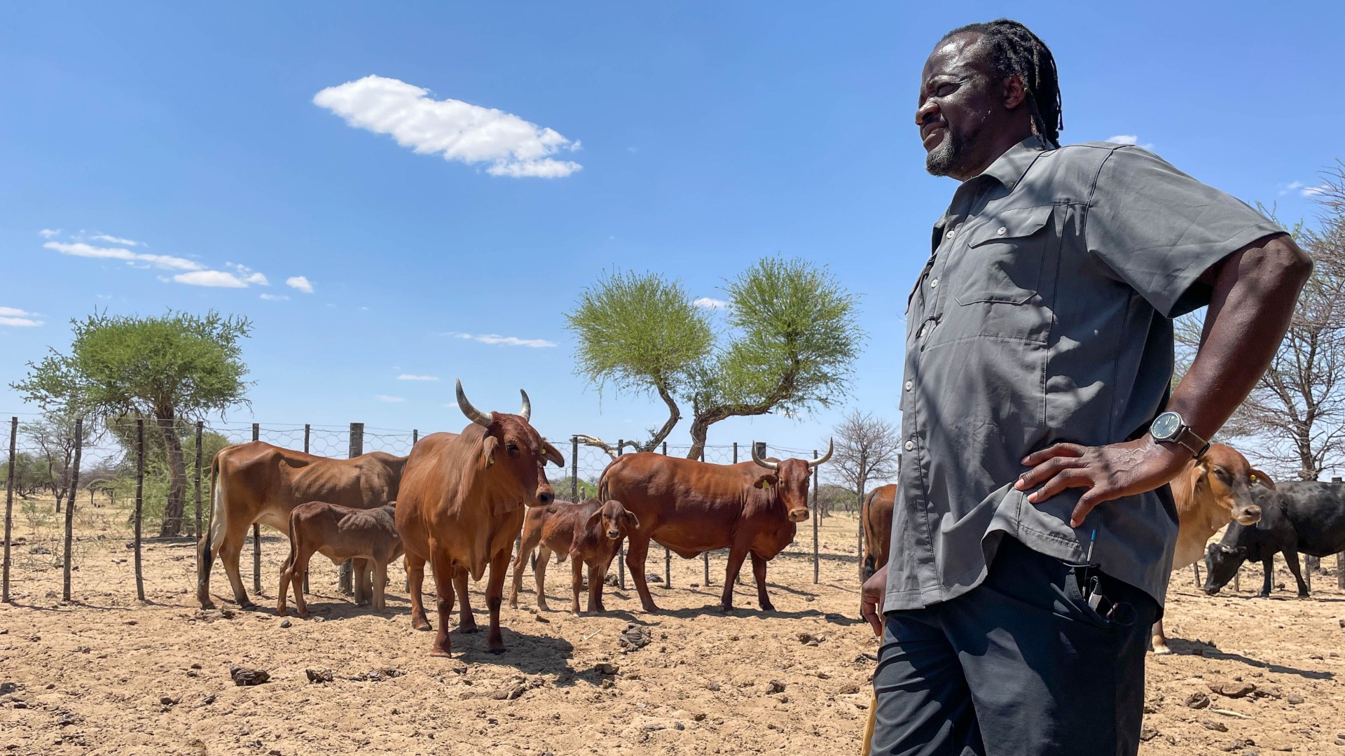 A man in a village in Namibia, with cows in the background