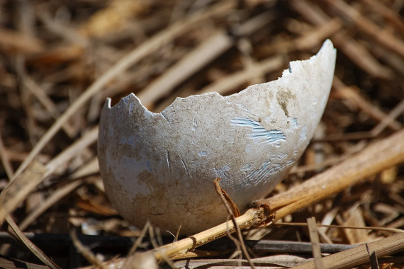 A seabird egg with a rat's teeth marks, on Palymra Atoll. The elimination of invasive rats from the Pacific atoll in 2011 has led to a sharp increase in seedlings since then. (Photo by J.A. Soriano/Island Conservation)