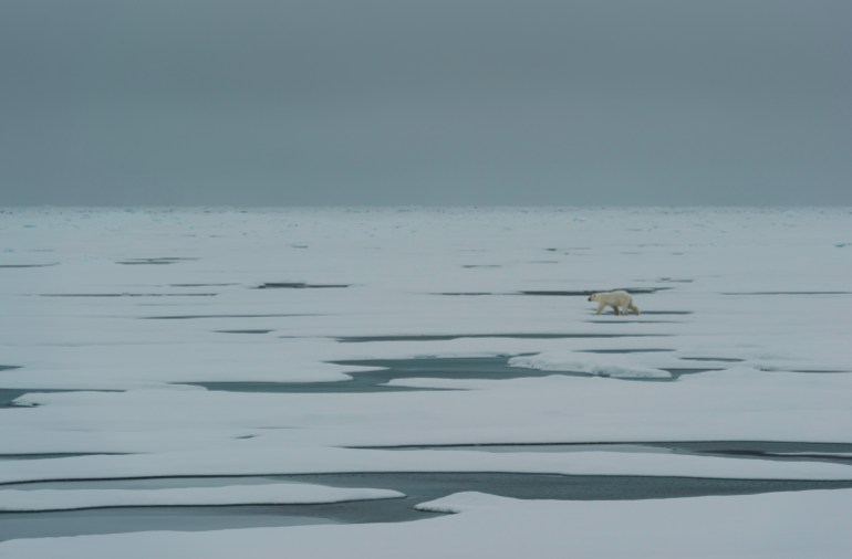A polar bear seen from the deck of the icebreaker Kronprins Haakon during a 2019 Nansen Legacy research expedition in the Barents Sea.