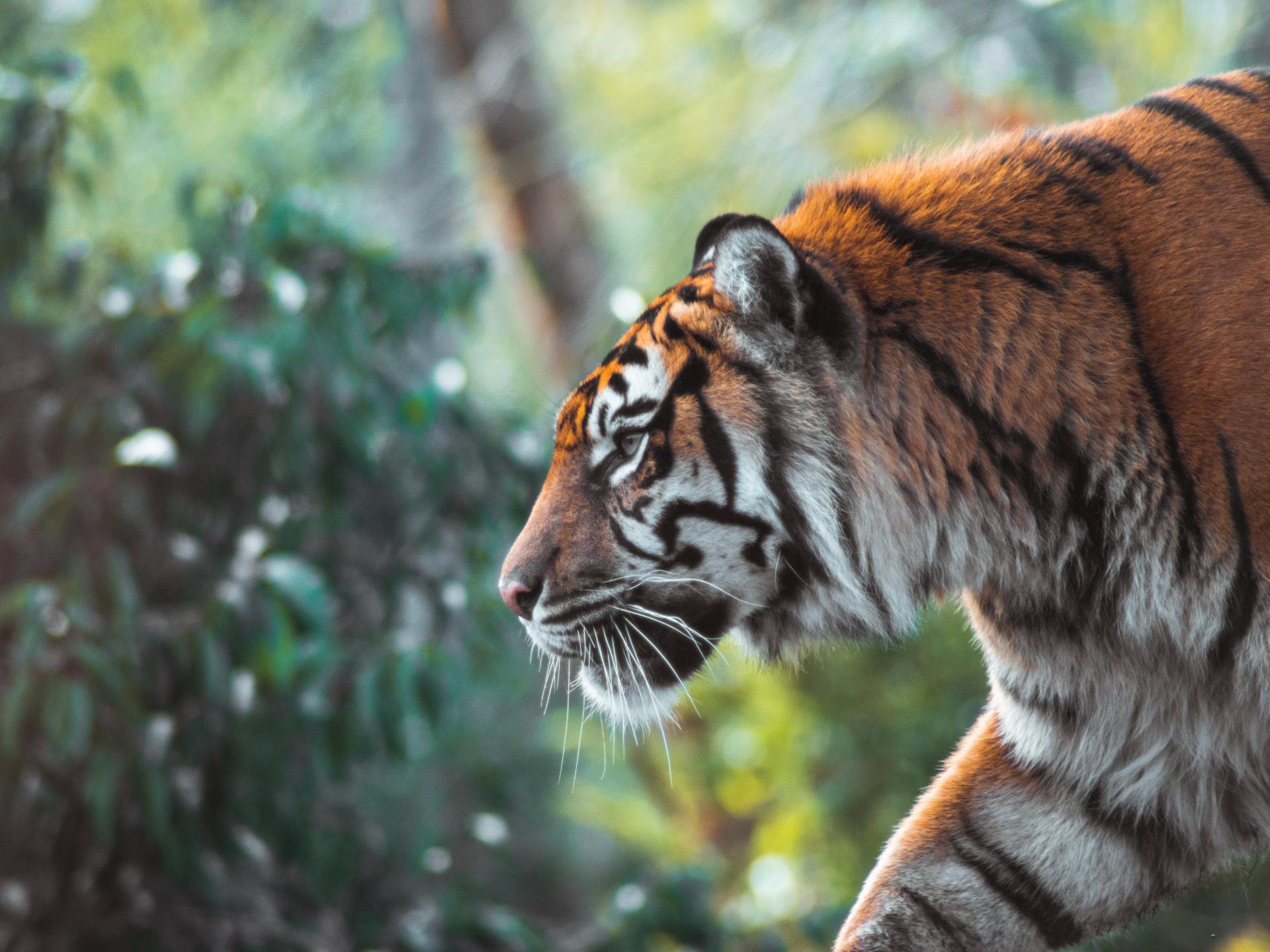 Illegal trade threatens endangered tigers, 150 seized a year | Wildlife  News | Al Jazeera