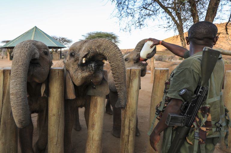 An armed ranger assists in feeding rescued elephant calves at the Reteti Elephant Sanctuary, in Samburu, Kenya, 12 October 2022 [Daniel Irungu/EPA]