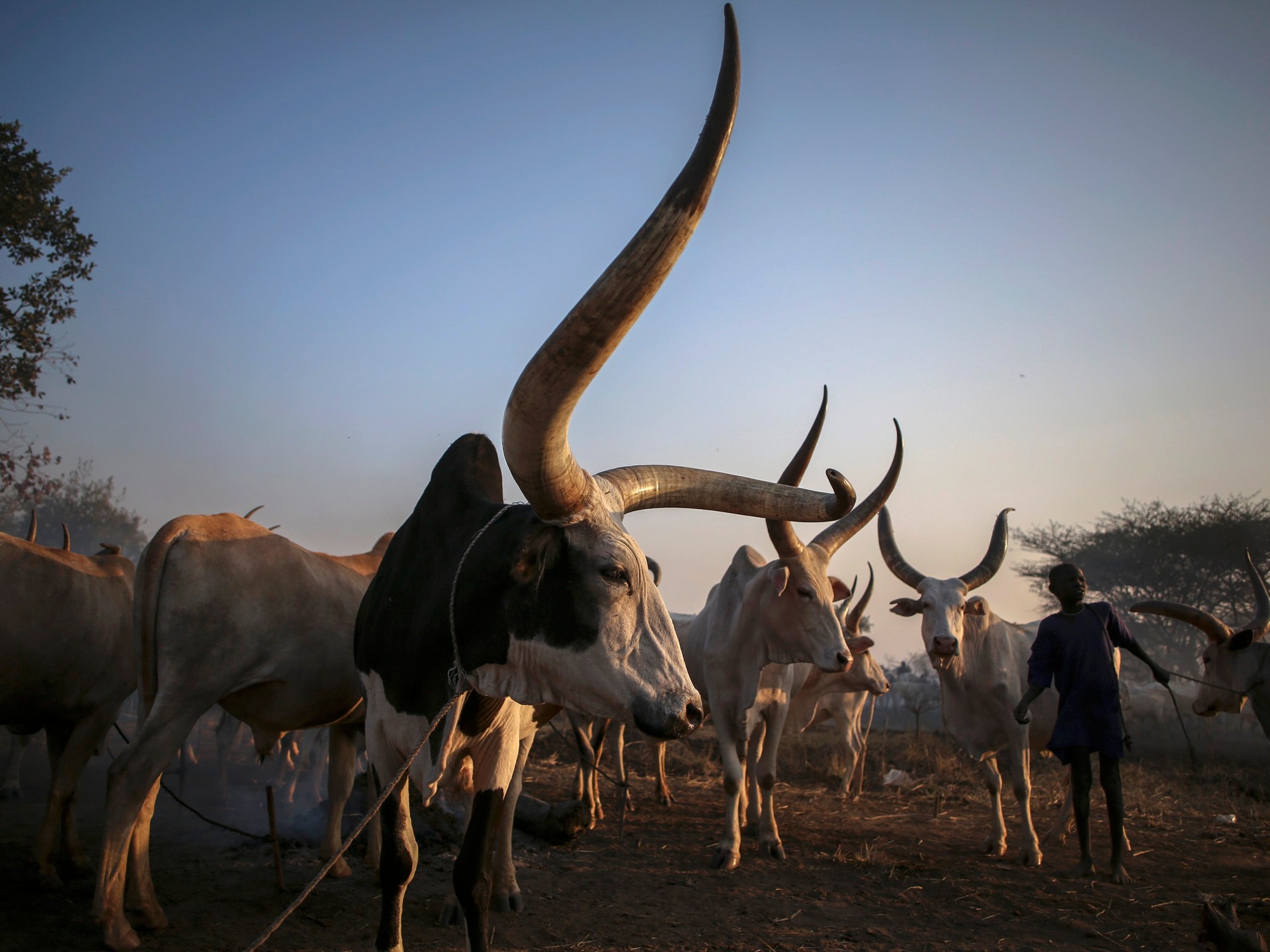 Livestock is a form of climate justice in the Global South | Climate Crisis