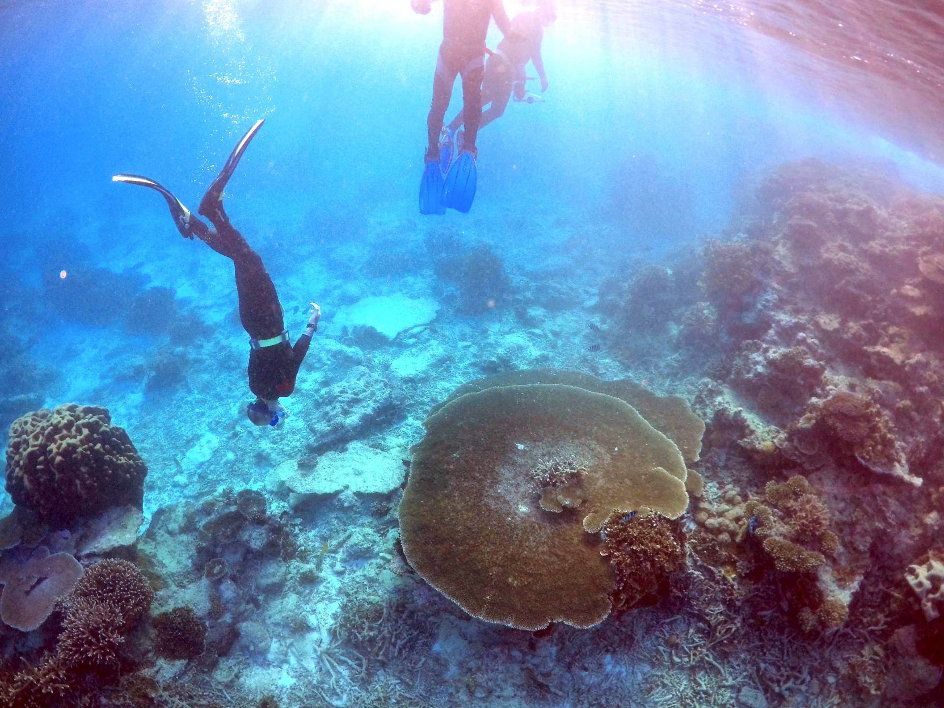 Australia’s Great Barrier Reef should be on ‘in danger’ list: UN