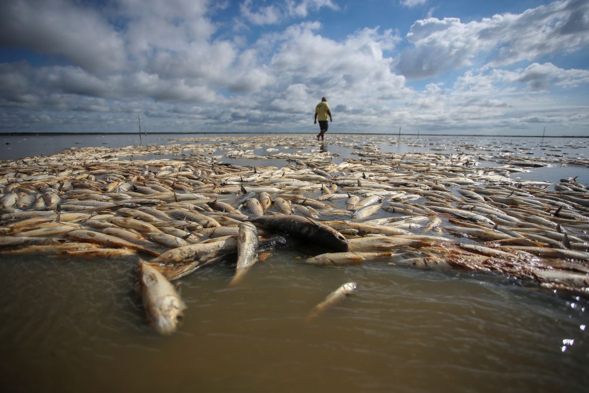 Man walks amid dead fish at Lagoa do Peixe.