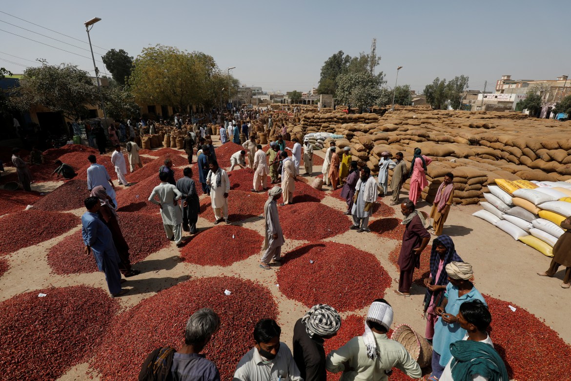 Pakistani farmers fight a losing battle to save chili crop