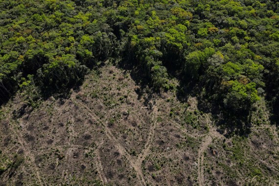 Land cleared of trees next to a still forested area of the Amazon