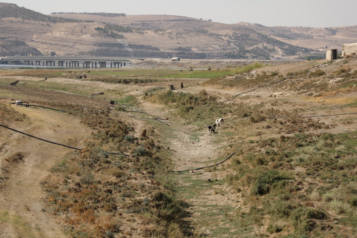 Cattle graze along the dried out bank of the Euphrates river
