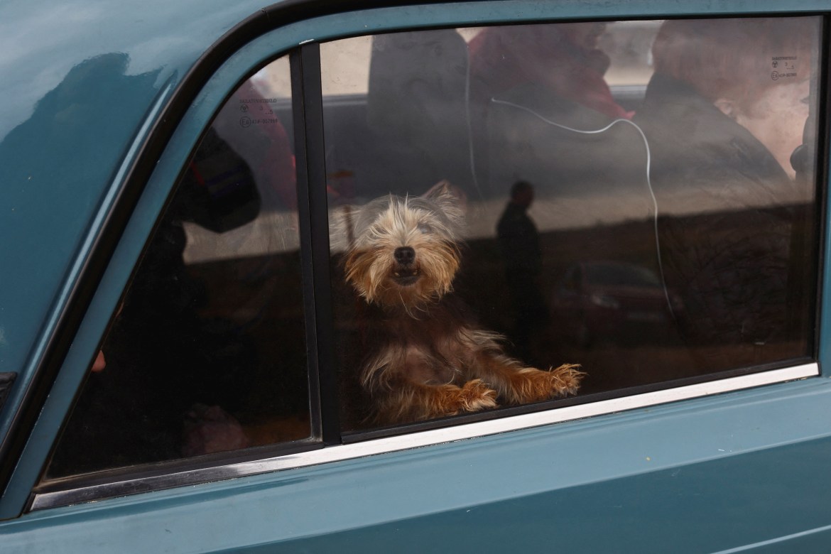 A pet dog is pictured in a car on the main road to Kherson