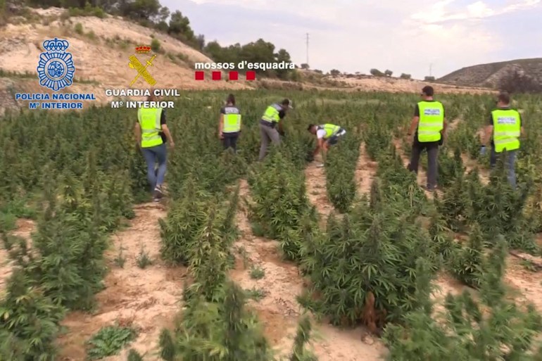 Police officers walk by marijuana fields