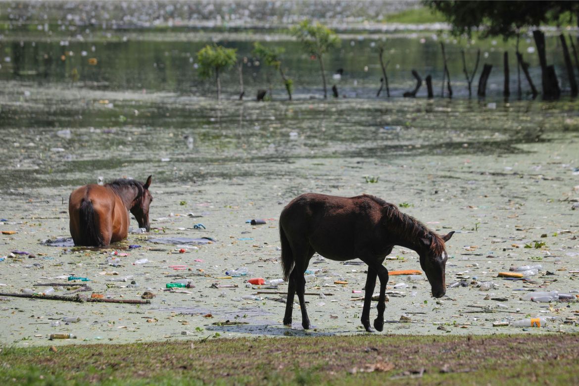Horses drink water on the banks of the El Cerron Grande reservoir