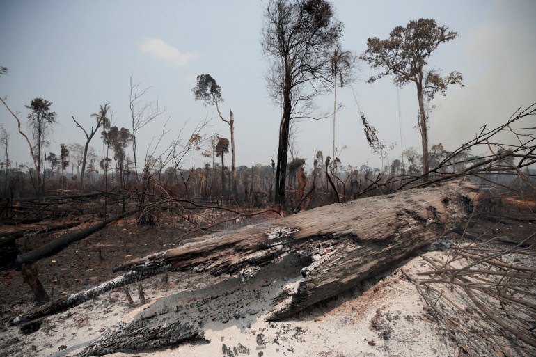 Charred tree trunks are in on a tract of Amazon jungle in Brazil
