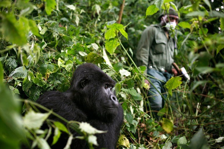 A park ranger walks past a mountain gorilla in the Virunga National Park in eastern DRC in this December 11, 2012, photo.