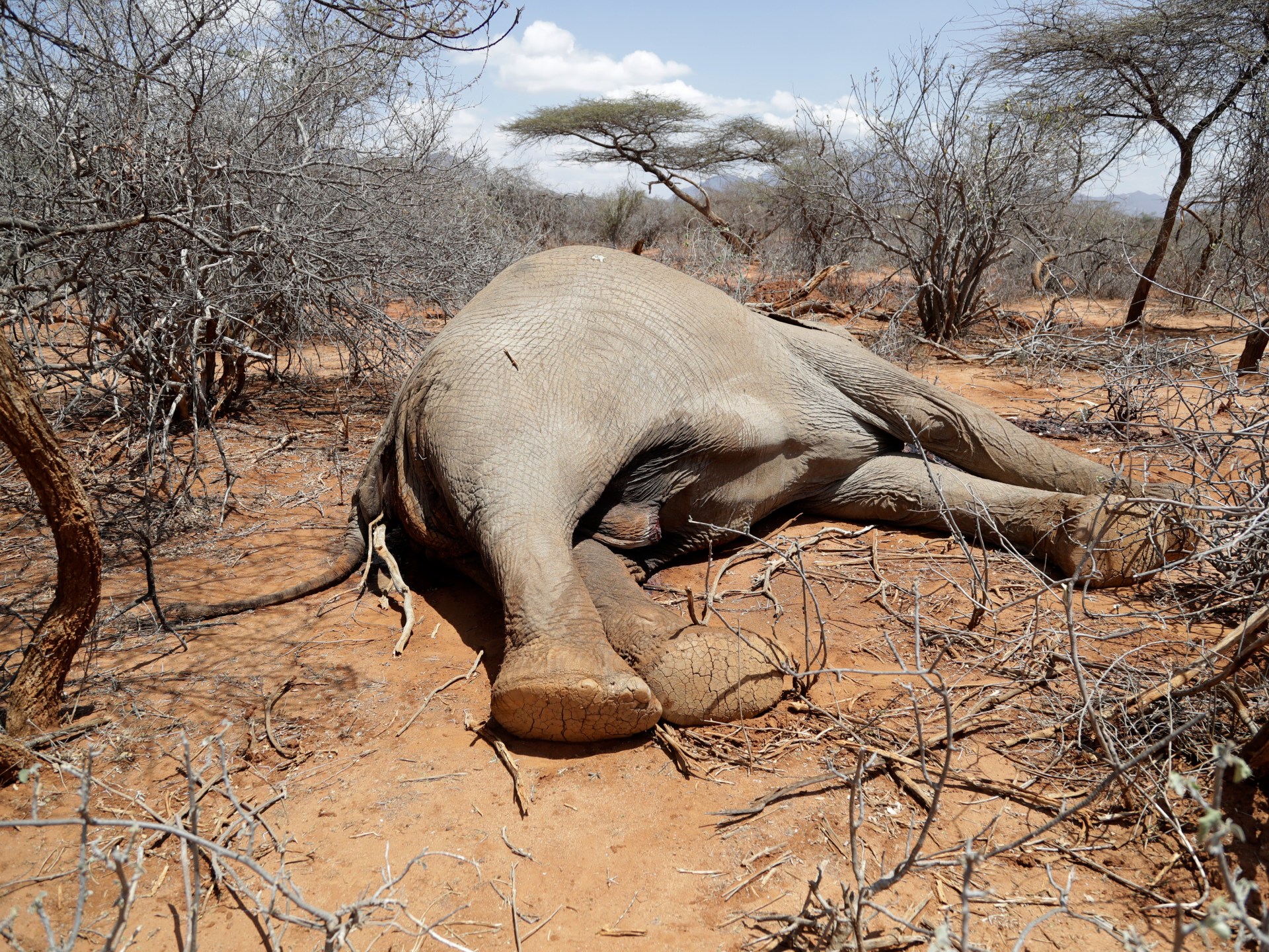 Drought kills hundreds of animals in Kenyan wildlife preserves | Climate  Crisis News | Al Jazeera