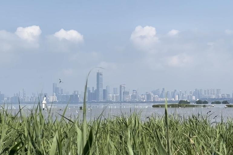 Hong Kong wetlands with a city skyline far in the background.