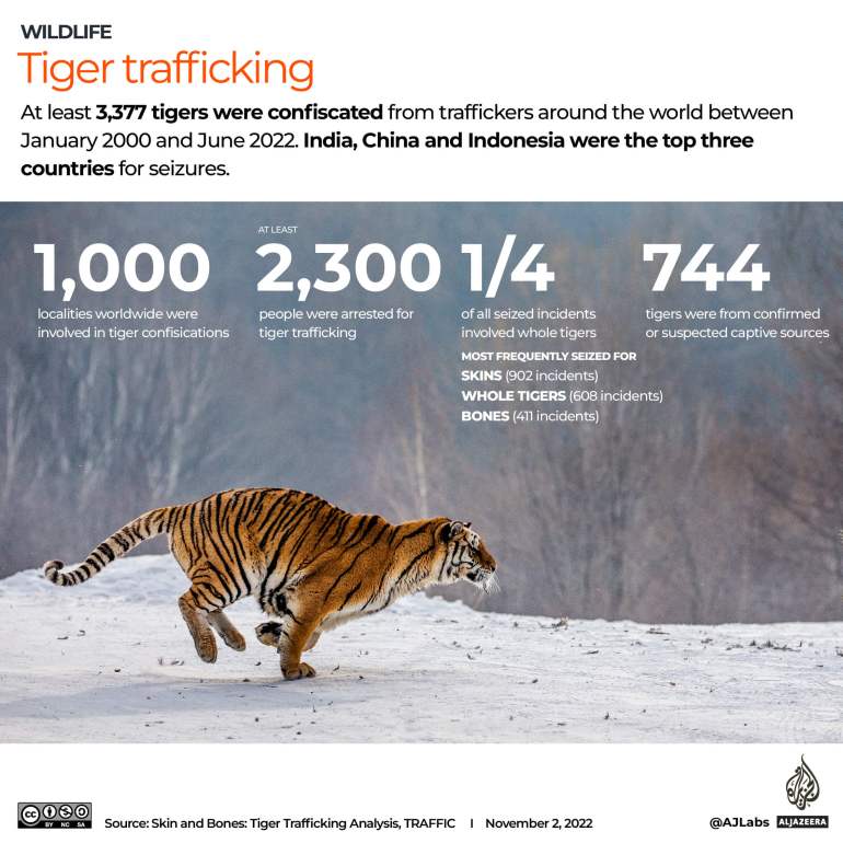 Interactive_Tigers_traffic