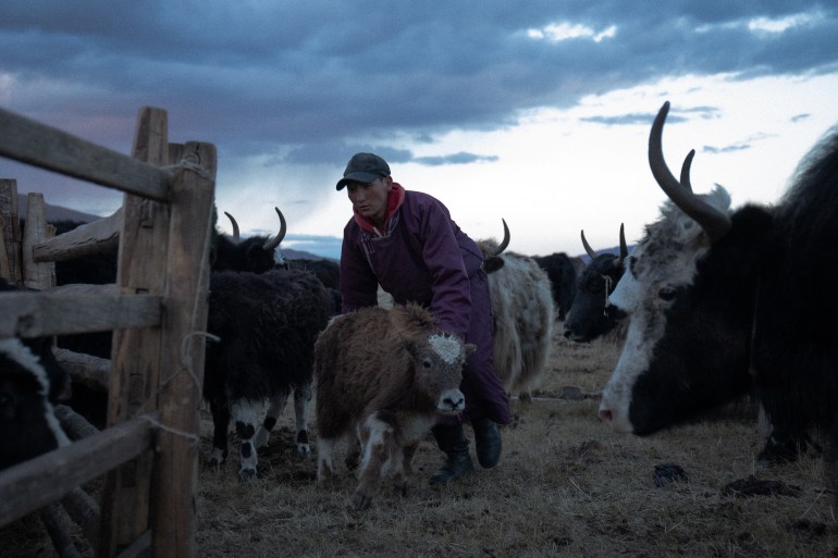 Shwara, an 18-year-old Mongolian herder, wrangling yak in the Tsaikhir valley.