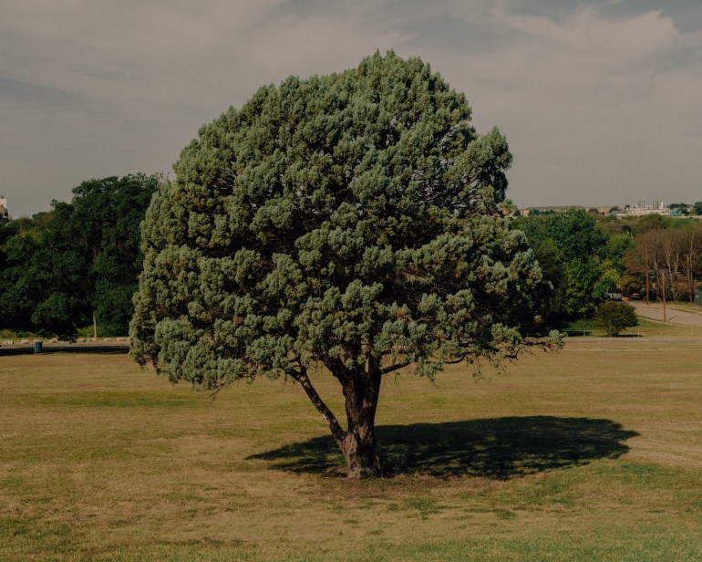 A tree in a park in Fort Worth, Texas