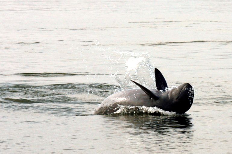 A Mekong dolphin leaps out of the water twisting around with its flippers pointing towards the sky