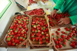 A Palestinian farmer sorts freshly harvested strawberries for export on a farm in Beit Lahiya, in the northern Gaza Strip, in this November 27, 2010 file photo.