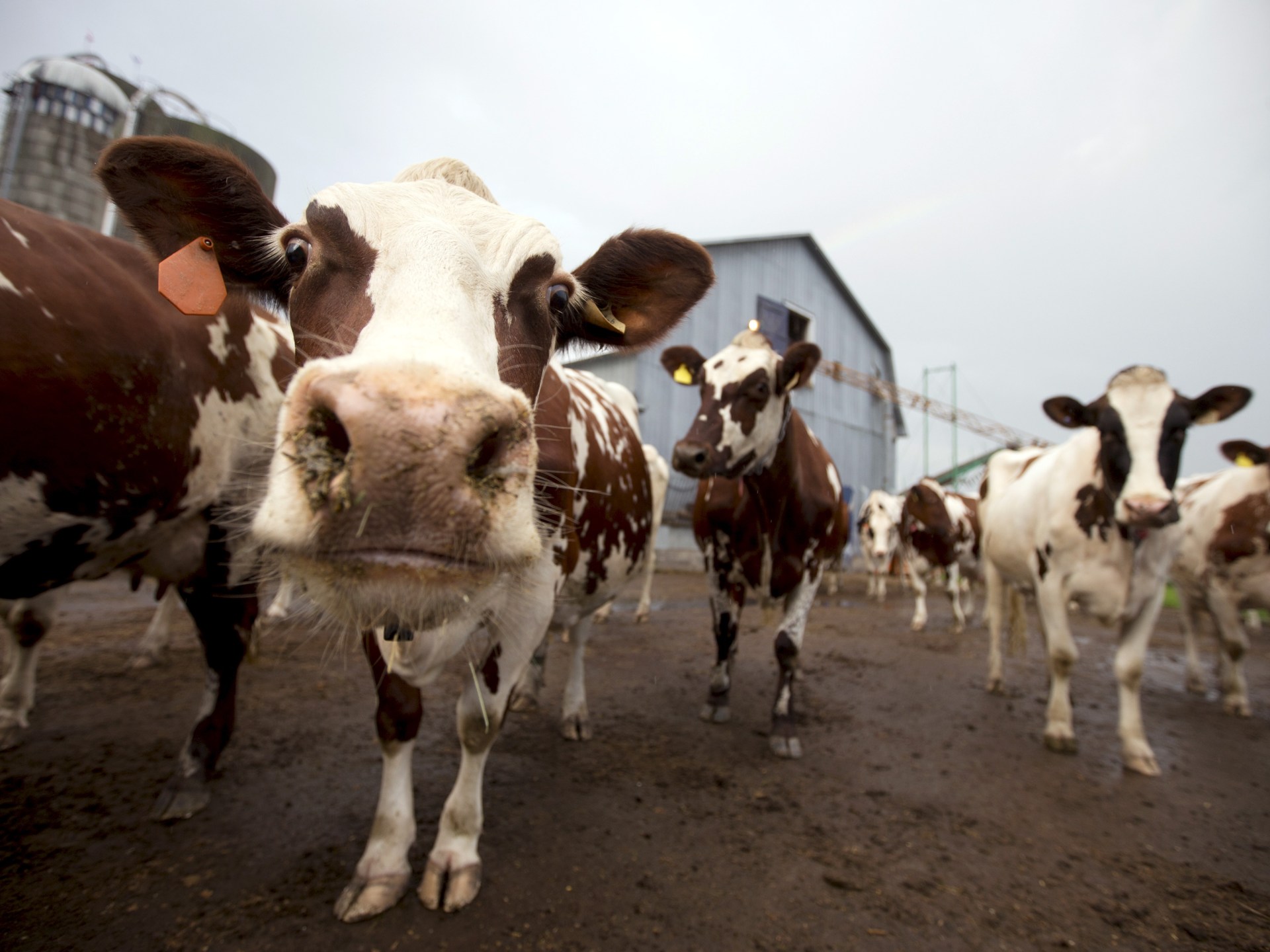 Herd of fugitive cows frustrates tiny village in Canada