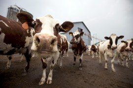 Dairy cows leave a barn in Quebec, Canada