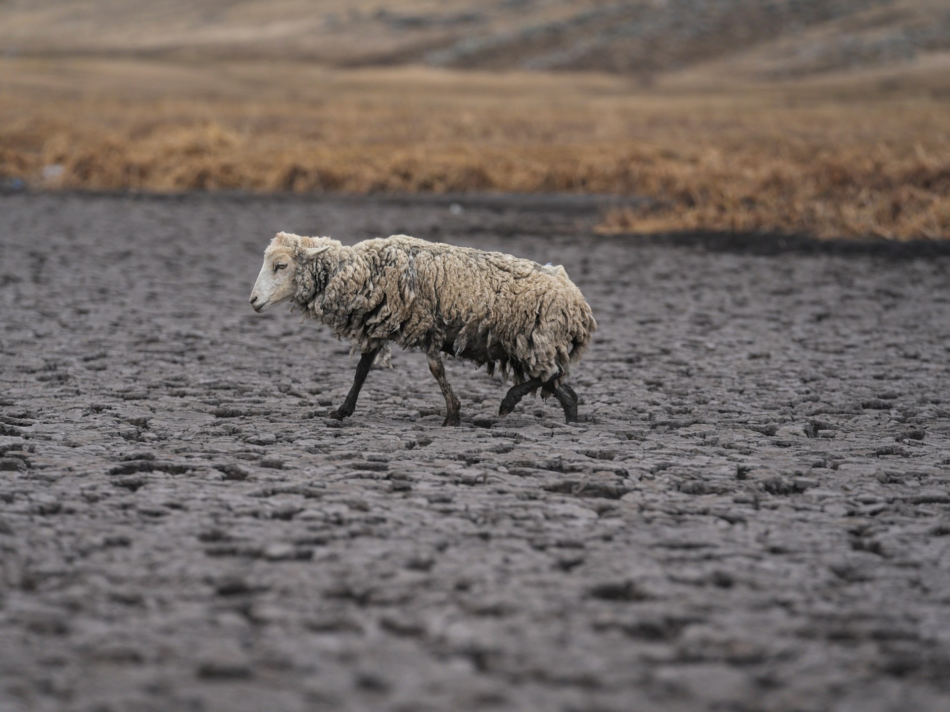 Images: Lagoon dries up as Peru’s southern Andes faces drought