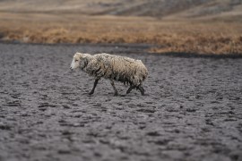 An emaciated sheep walks on the dry bed of the Cconchaccota lagoon