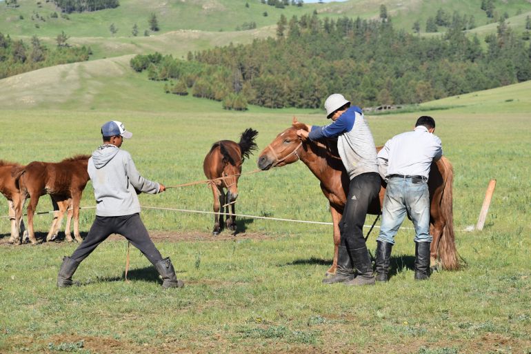 Man holding horse as a boy on the ground pulls the reins towards him. There are another three horses. They are on grassland with sloping hills and some forest behind them