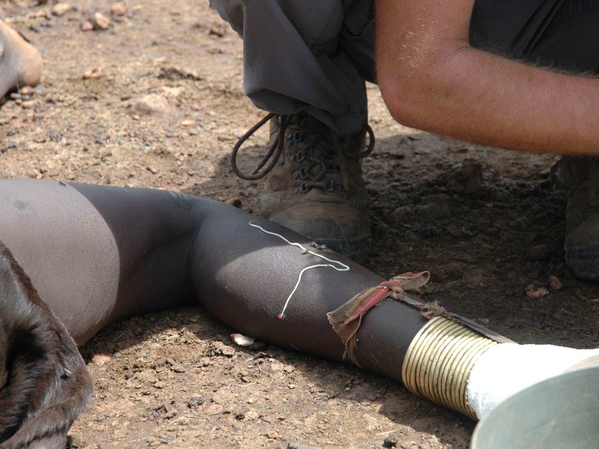 Effort to eradicate Guinea worm illness enters ‘final mile’