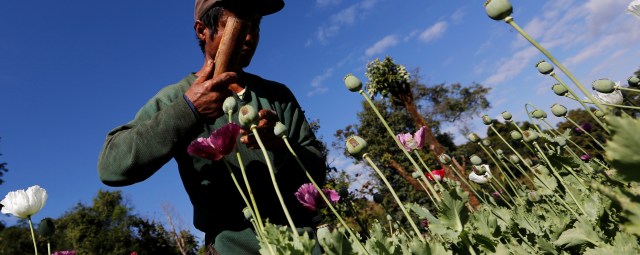 Opium cultivation surges since Myanmar military seized power: UN