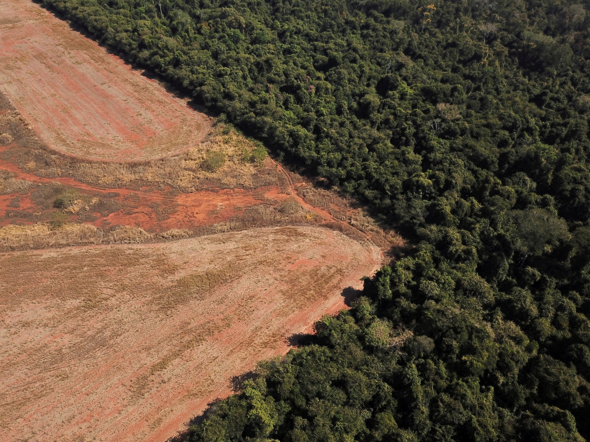 Deutschland sagt Millionen zu, um Brasilien beim Schutz des Amazonas-Regenwaldes zu helfen |  Umweltnachrichten