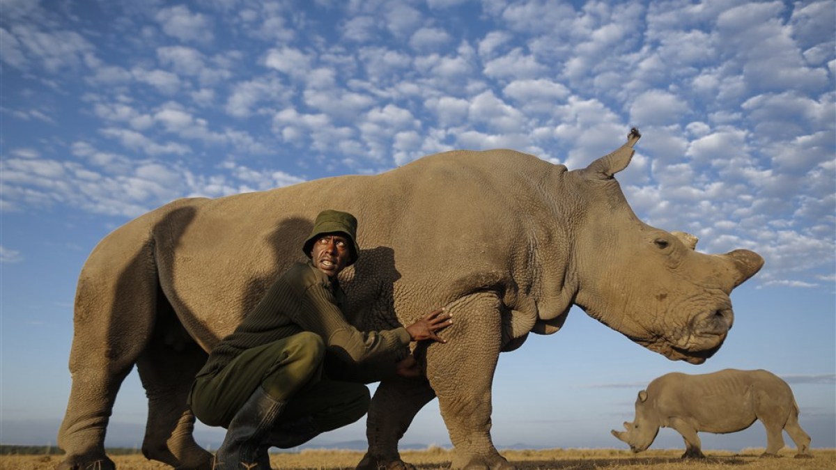 Rhino poaching surges 93 percent in Namibia