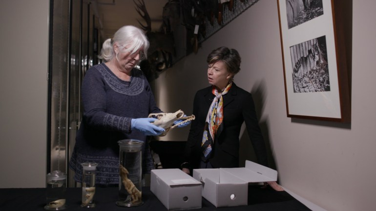 A photo of Dr Kathyrn Medlock showing someone a thylacine (tasmanian tiger) skull.