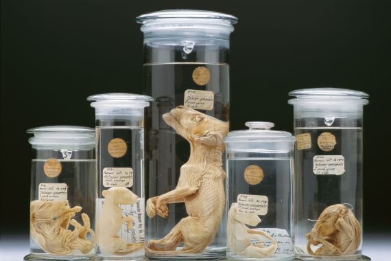 A photo of 5 preserved pouch young preserved in jars of various sizes.