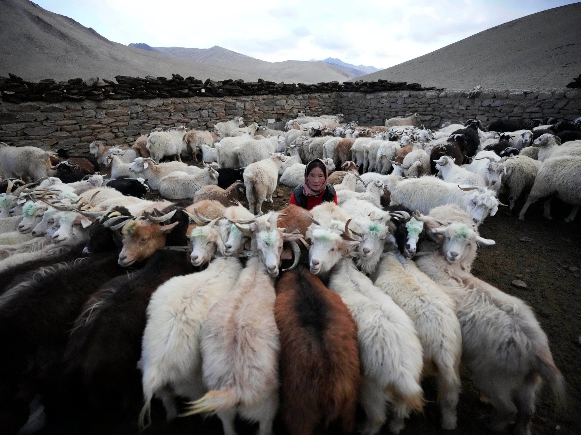 Pictures: Ladakh herders wrestle on the frontier of local weather disaster