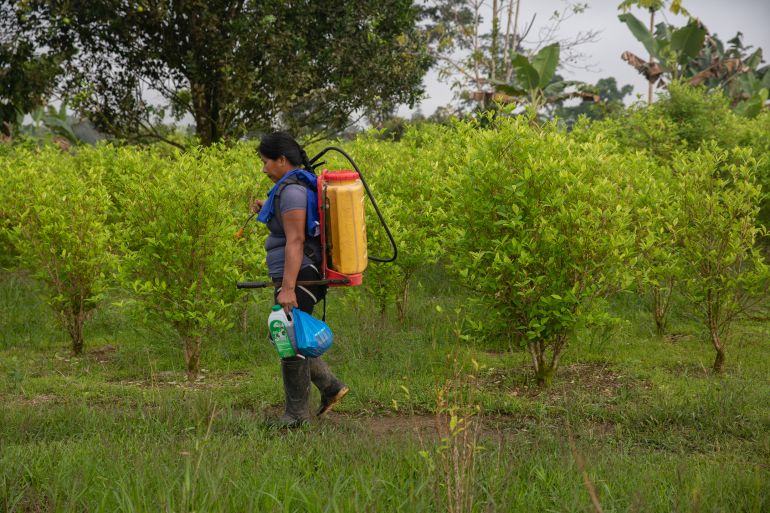 A woman walks through coca fields with a yellow tank strapped to her back to fumigate coca crops near her home.