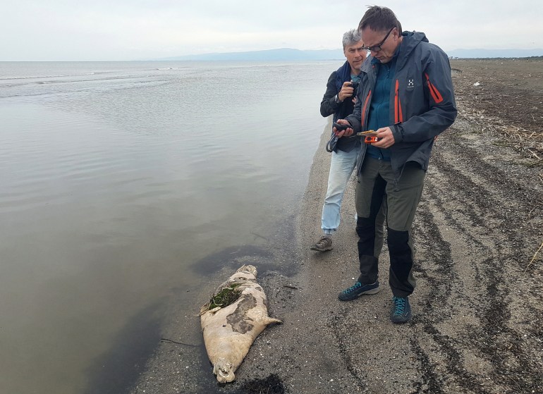 Foto selebaran yang diambil pada 5 Mei 2021 dan dirilis oleh Pusat Penelitian dan Ekspedisi Mamalia Laut Rusia ini menunjukkan para pekerja di dekat anjing laut mati yang tergeletak di pantai Laut Kaspia di luar Makhachkala, Dagestan, Rusia. 