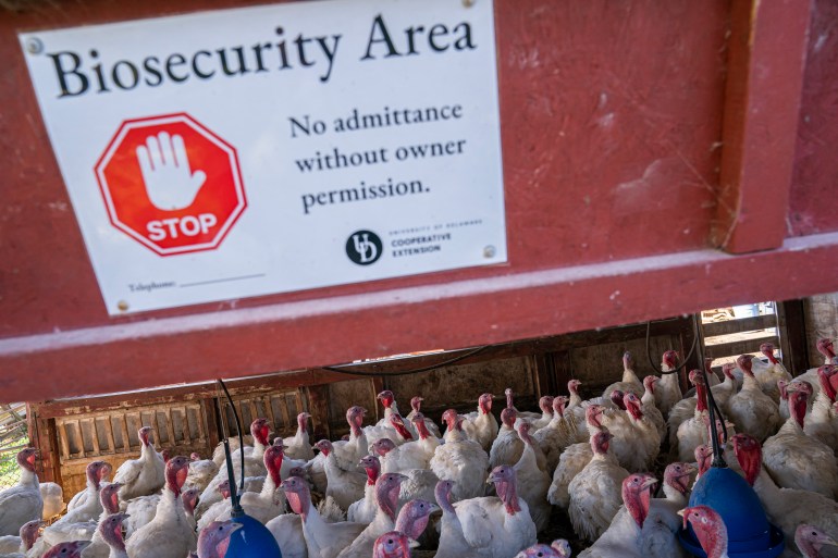 A sign warning against entry to the Powers Farm white turkey flock is seen above the heads of dozens of turkeys, as part of an effort to prevent exposure to avian influenza on November 14, 2022 in Townsend, Delaware, the US. 