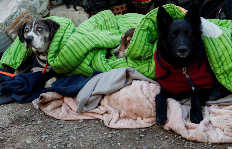 four rescue dogs resting under blankets