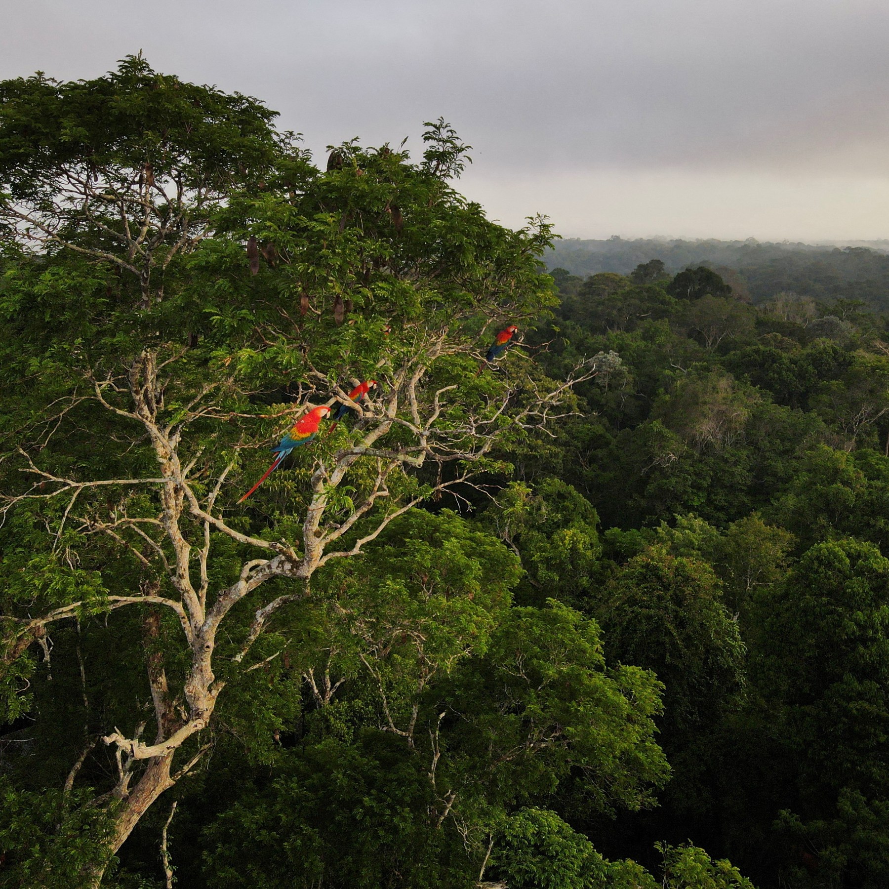 Amazon Forest Xxx Video - Brazil Amazon deforestation drops in Lula's first month in office |  Politics News | Al Jazeera
