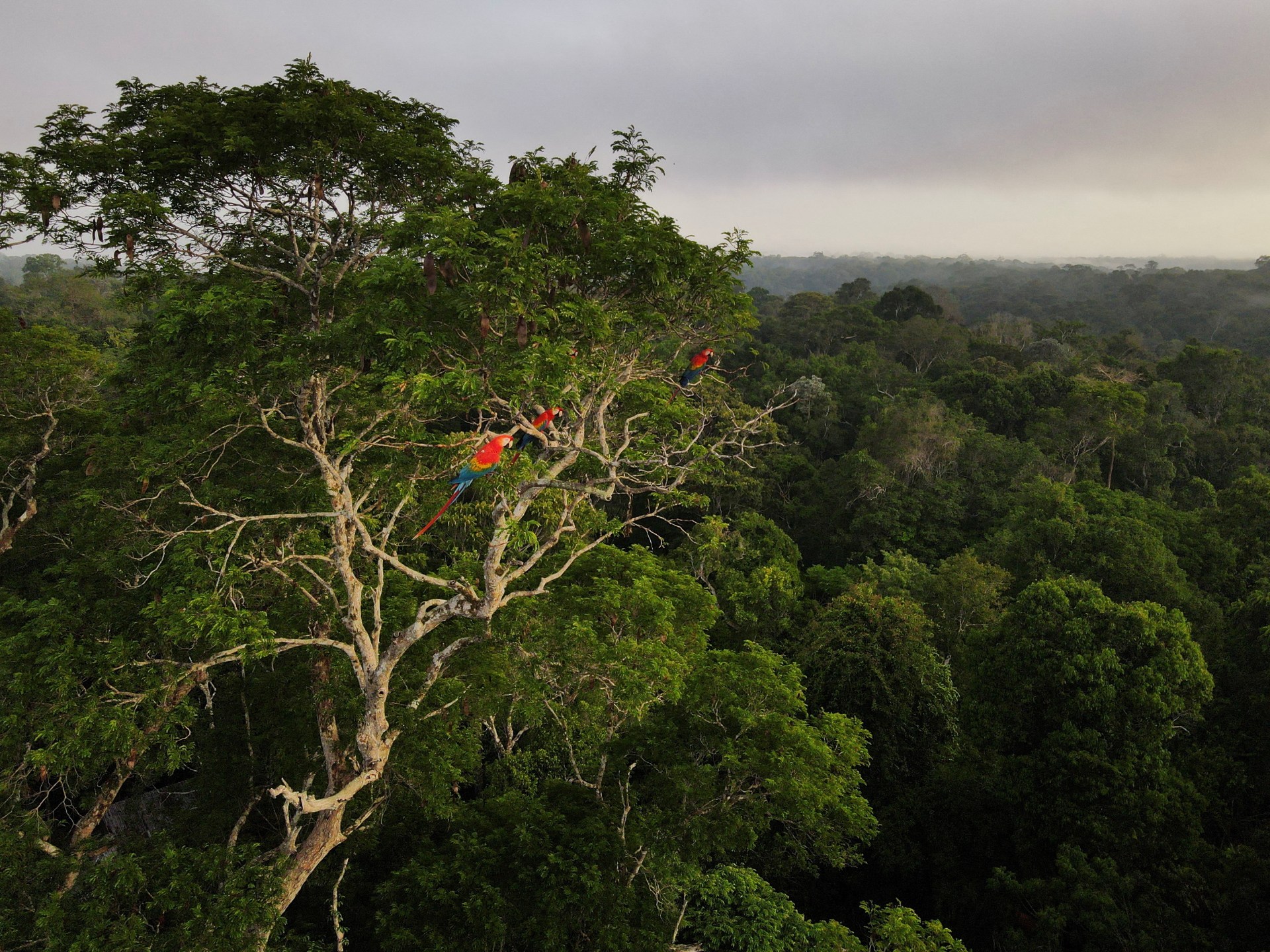 Brésil La déforestation en Amazonie baisse au cours du premier mois de mandat de Lula |  Actualité politique
