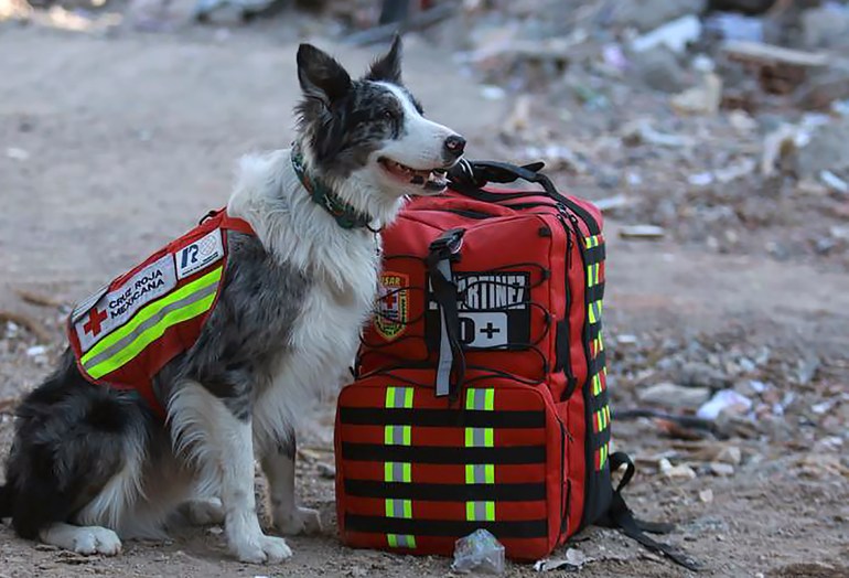 foto yang menunjukkan anjing penyelamat gempa "Bayi"