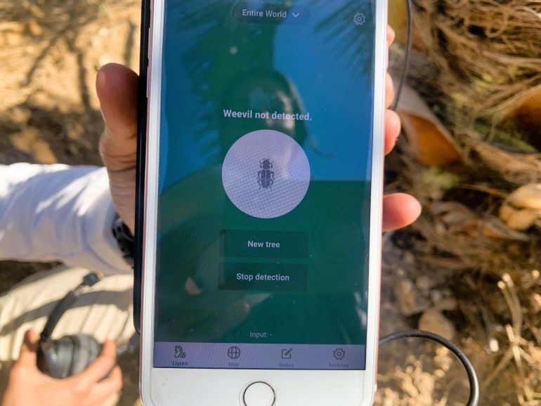 Photo of a phone showing "weevil not detected" after a date palm was scanned