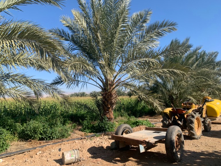 Tractor in the midst of date palms