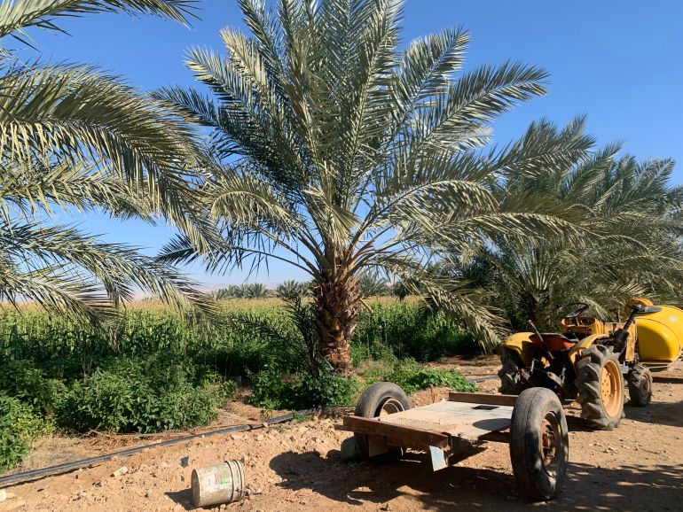 Tractor in the midst of date palms