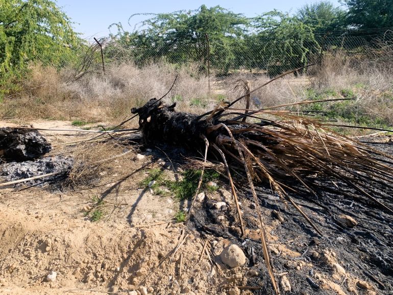 The burned-out husk of an infected palm tree lies on the ground