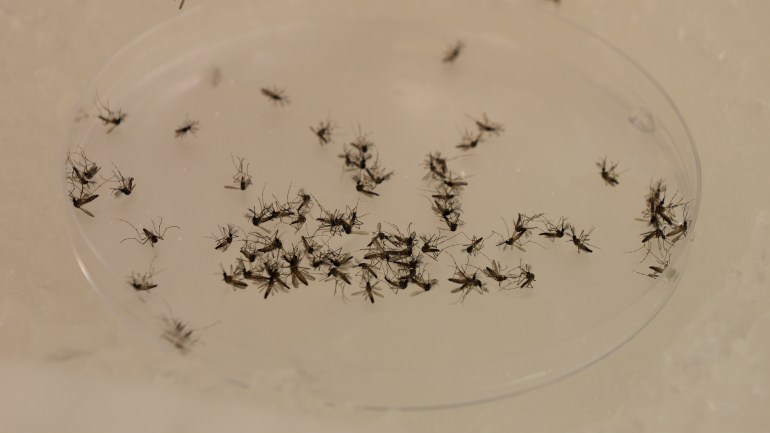 Aedes mosquitoes in a petri dish