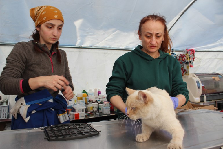 Rescue teams treat animals saved from the rubble of Turkey quakes