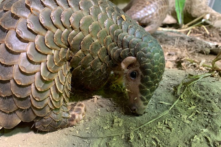 A male pangolin. It has lots of scales, and big talons on its feet. It's eating ants from the ground.