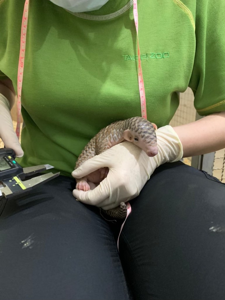 A baby pangolin in a zoo keeper's lap. The keeper is wearing latex gloves and has a measuring instrument. The pangolin is about the size of her hand and it is poking its head above the keeper's thumb